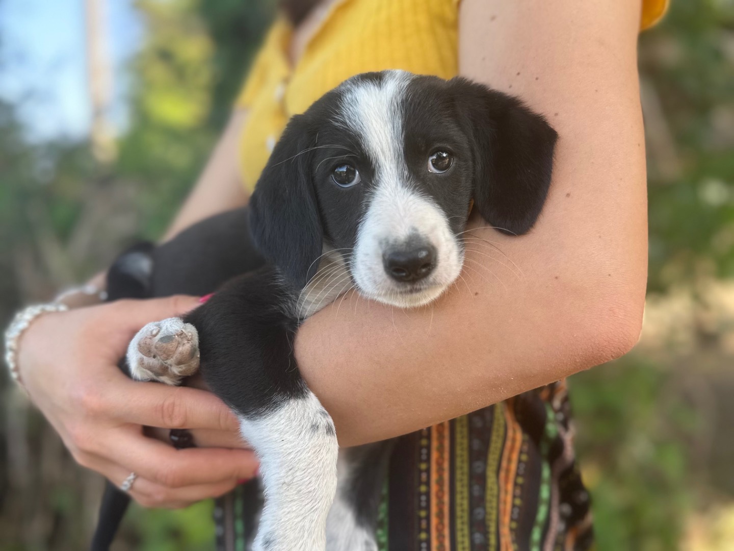 Adozione cane, femmina, Razza sconosciuta Razza sconosciuta, 4 mesi, taglia grande, Salerno