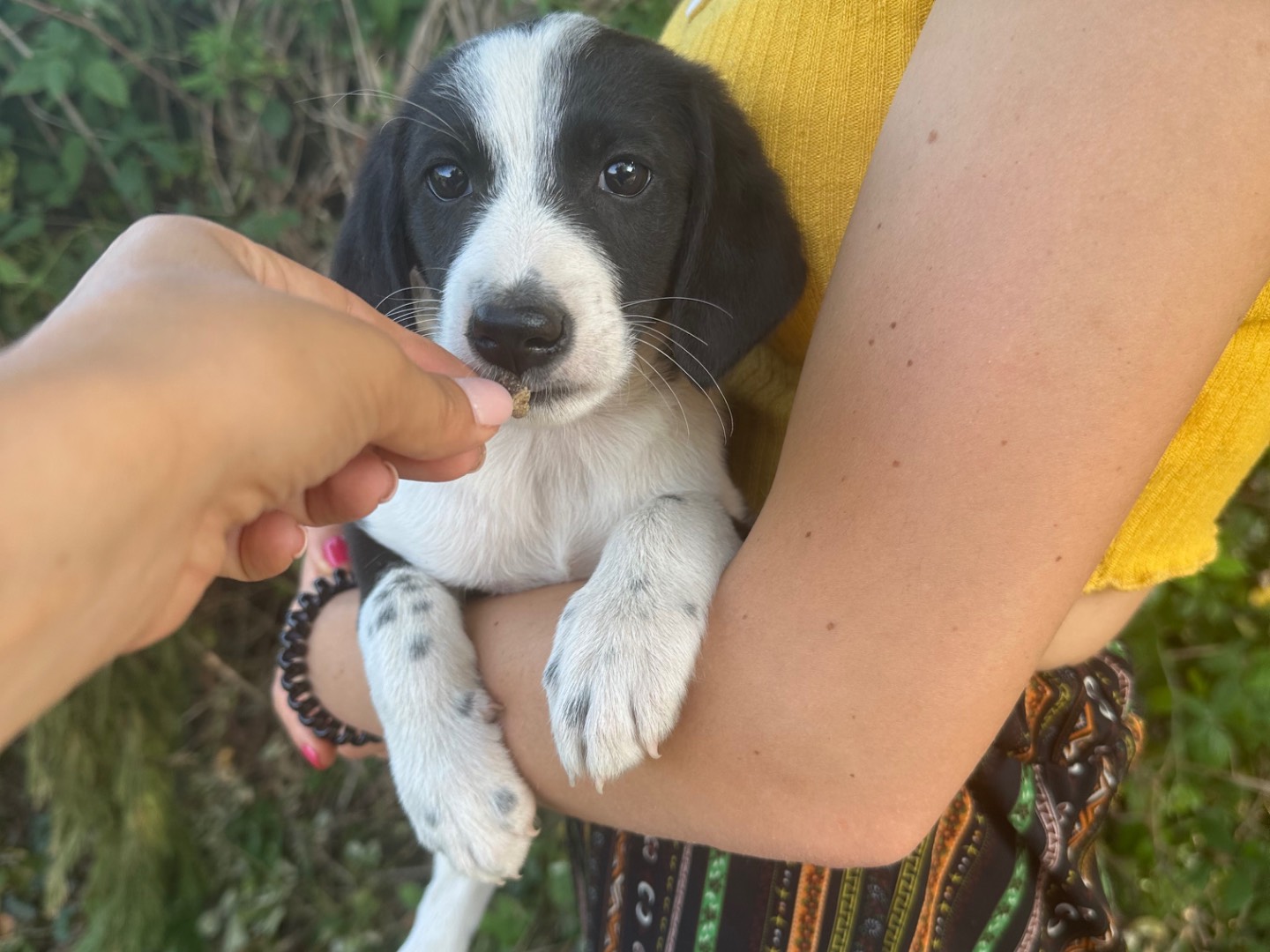 Adotta un cane, femmina, 4 mesi, Salerno