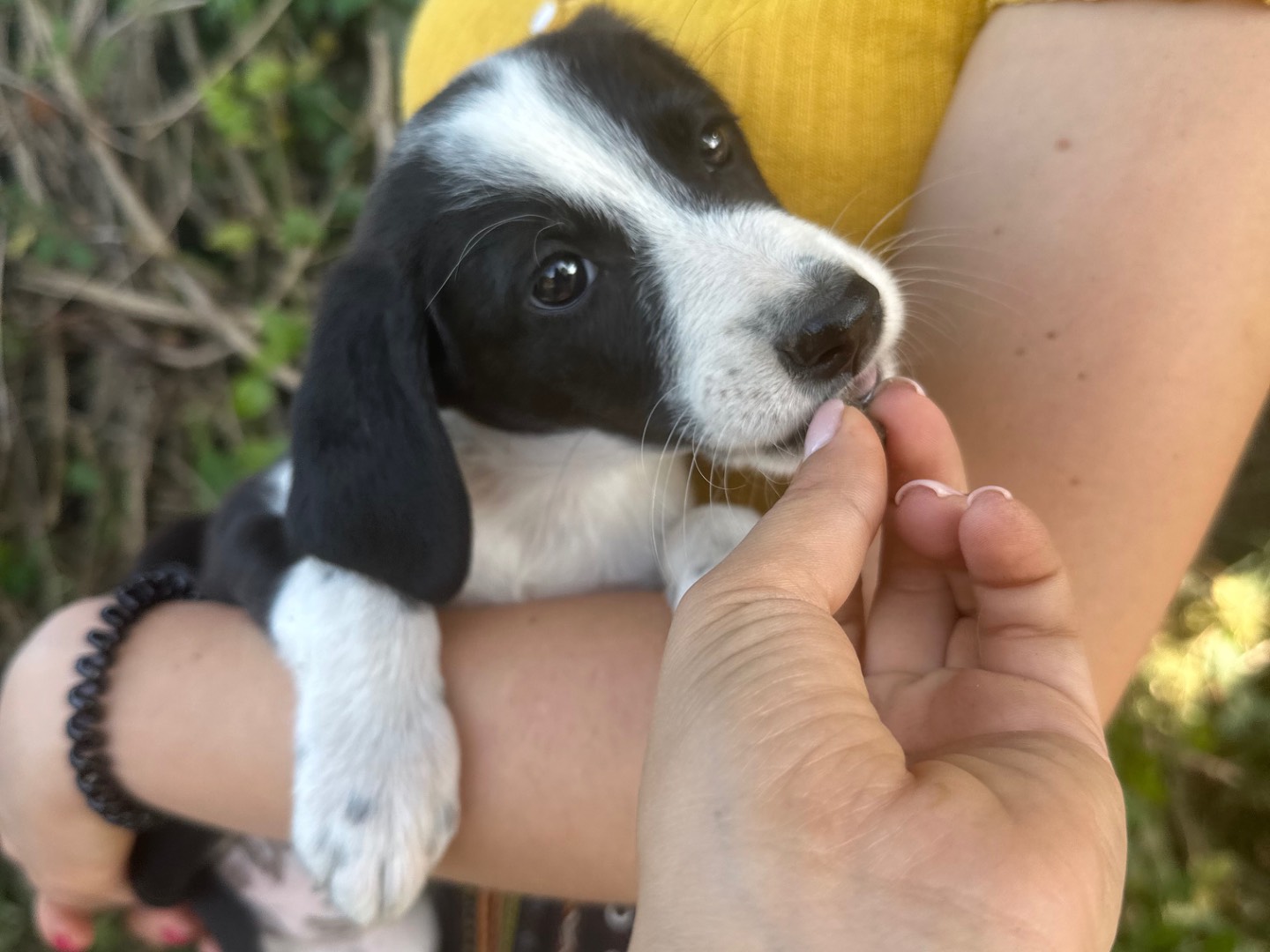 Vuoi adottare un cane a Salerno?