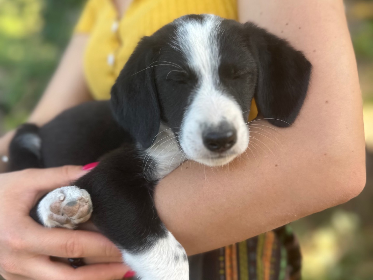 Adotta il cane Rafa a Salerno