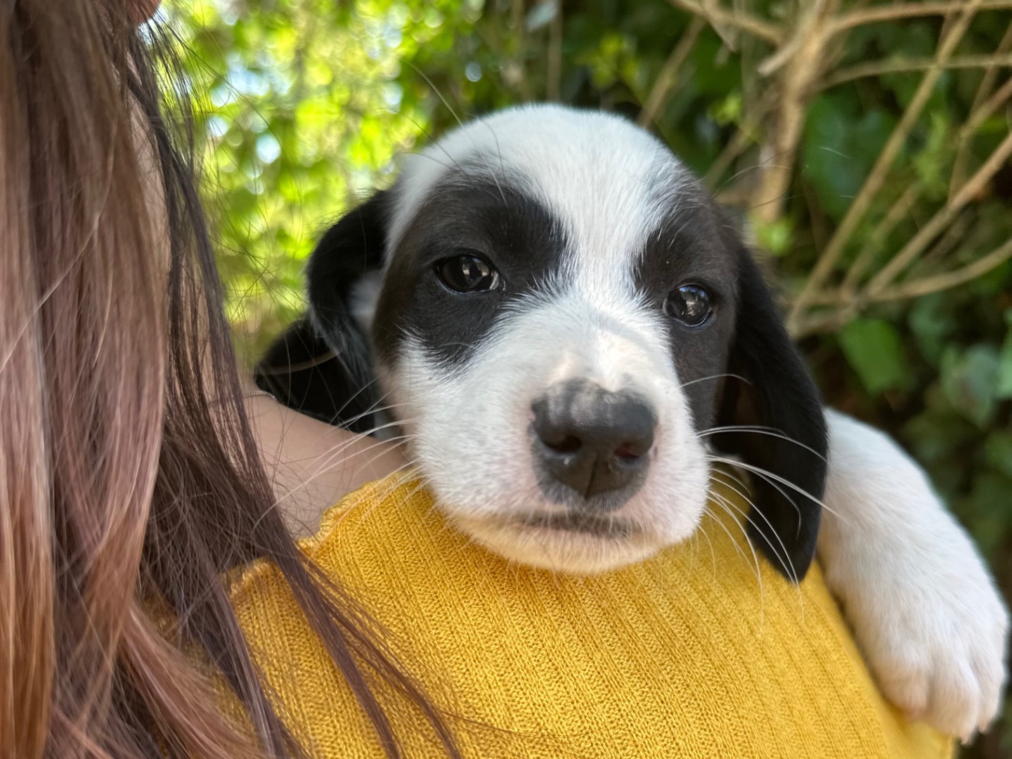 Adozione cane, femmina, Razza sconosciuta Razza sconosciuta, 3 mesi, taglia media, Salerno