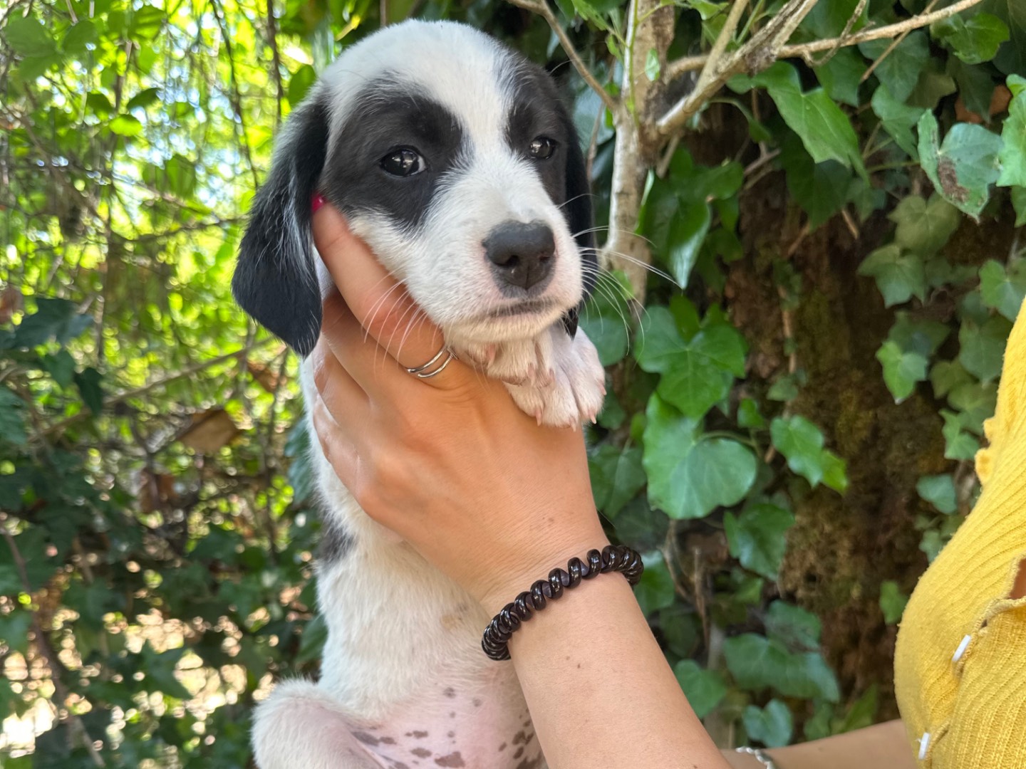 Adotta un cane, femmina, 3 mesi, Salerno