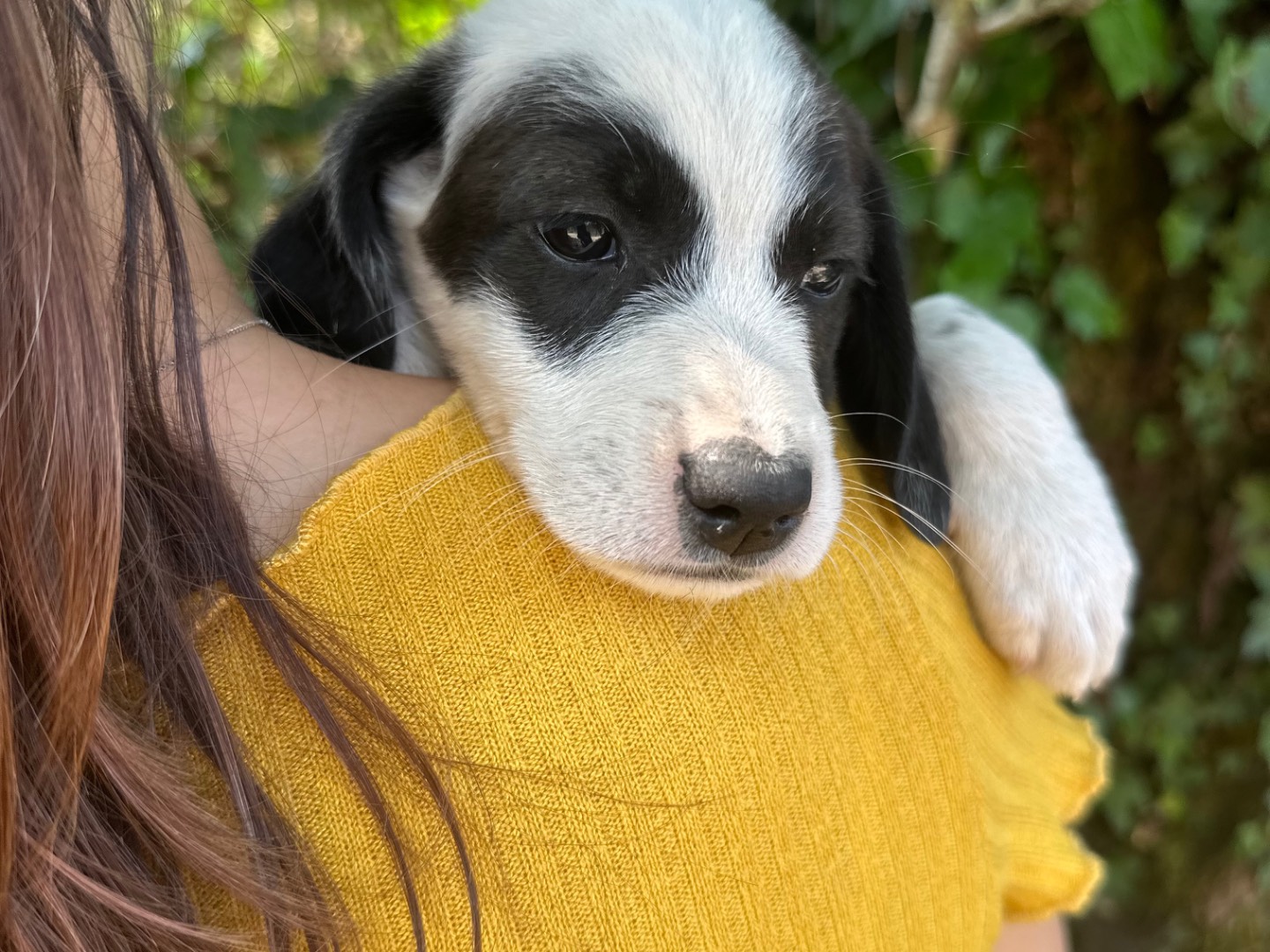 Vuoi adottare un cane a Salerno?