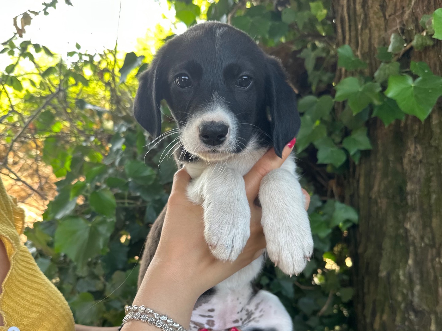 Adozione cane, femmina, Razza sconosciuta Razza sconosciuta, 3 mesi, taglia media, Salerno