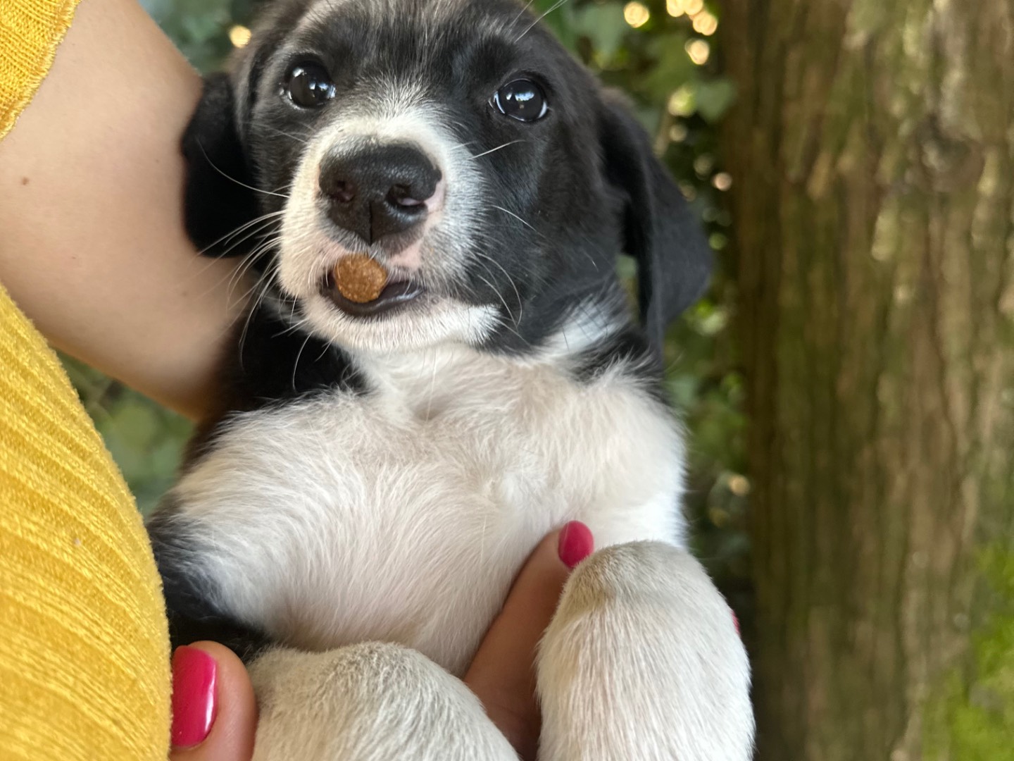 Adotta un cane, femmina, 3 mesi, Salerno