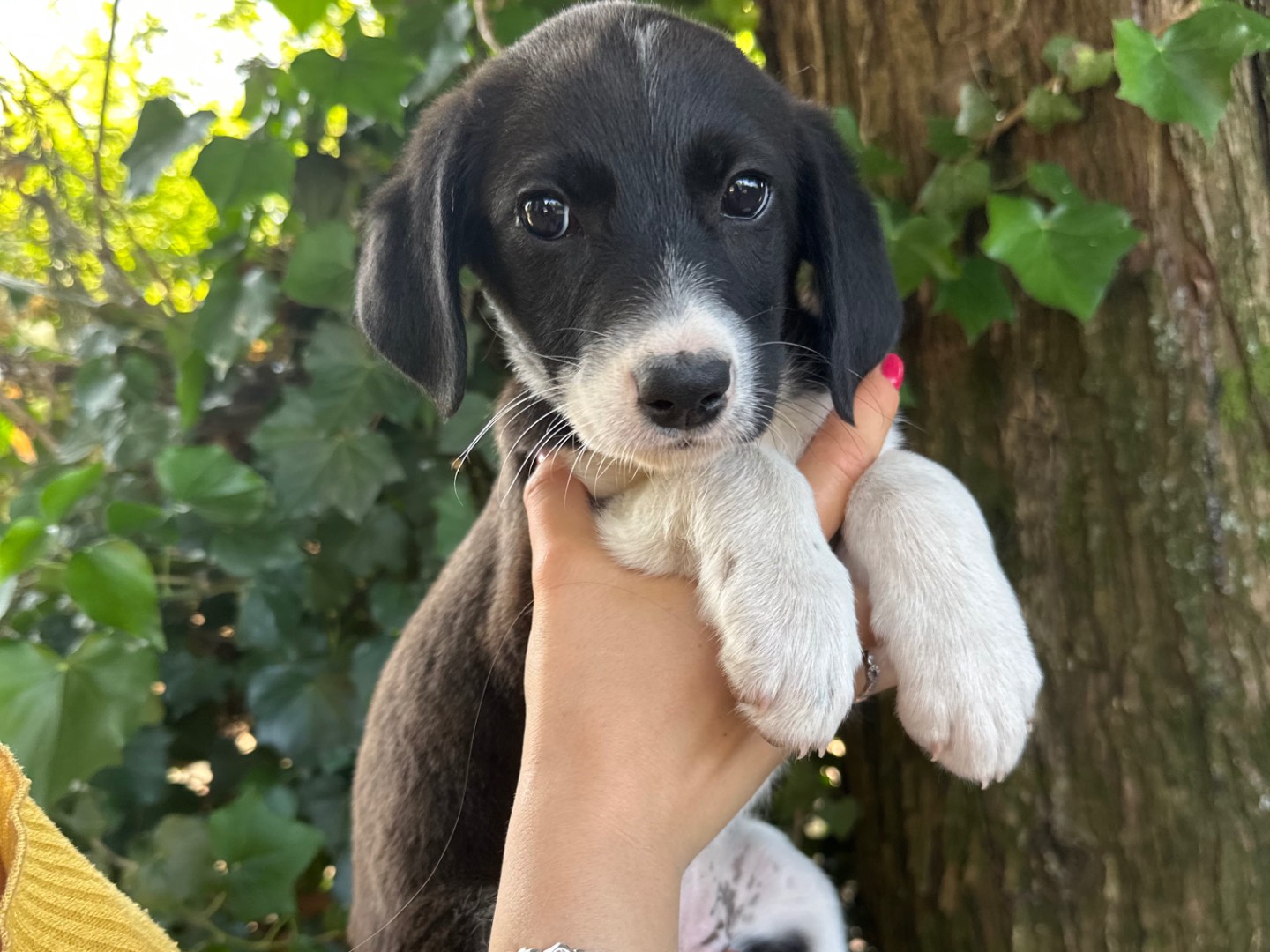 Vuoi adottare un cane a Salerno?