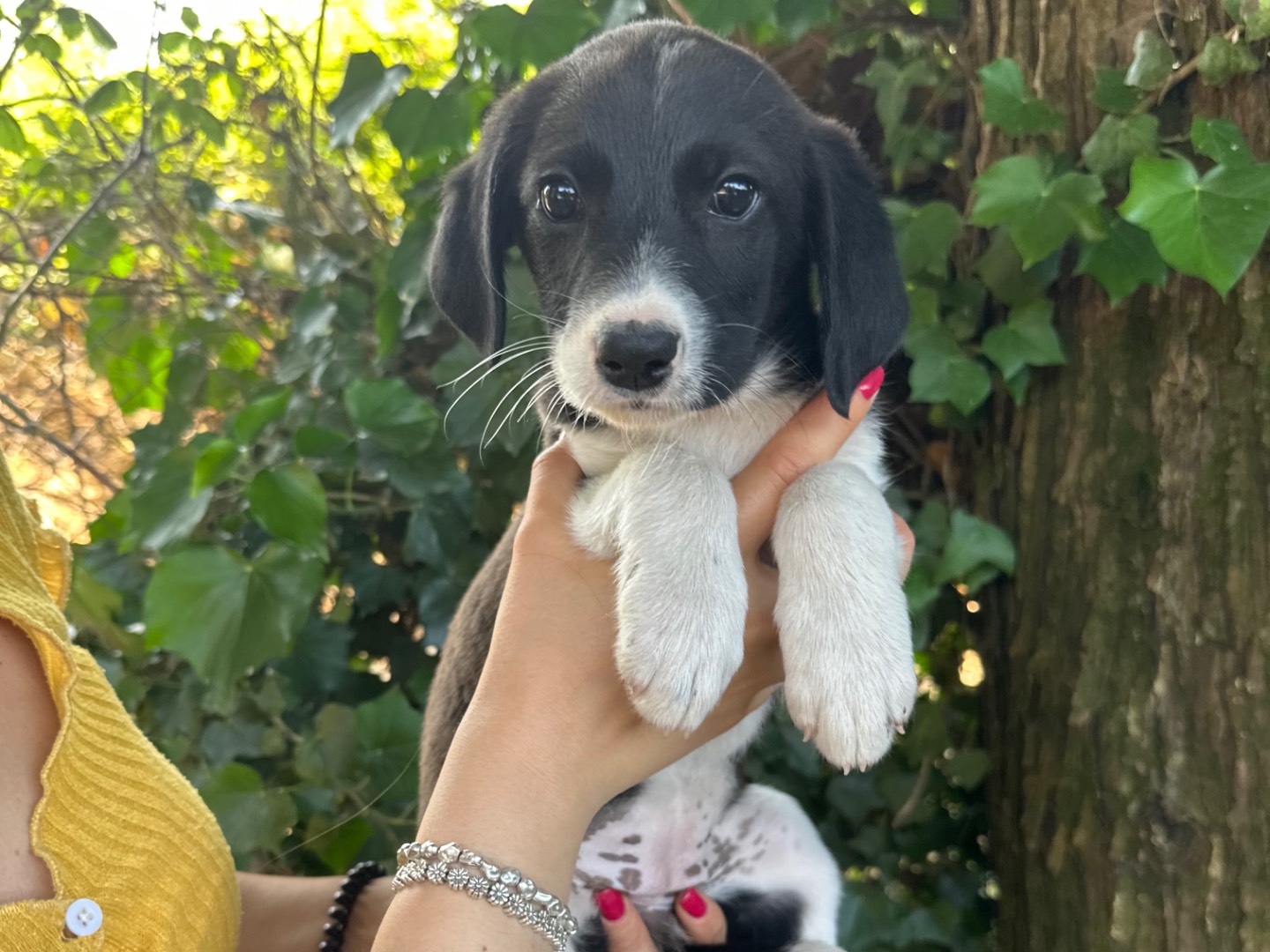 Adotta il cane Anguissa a Salerno