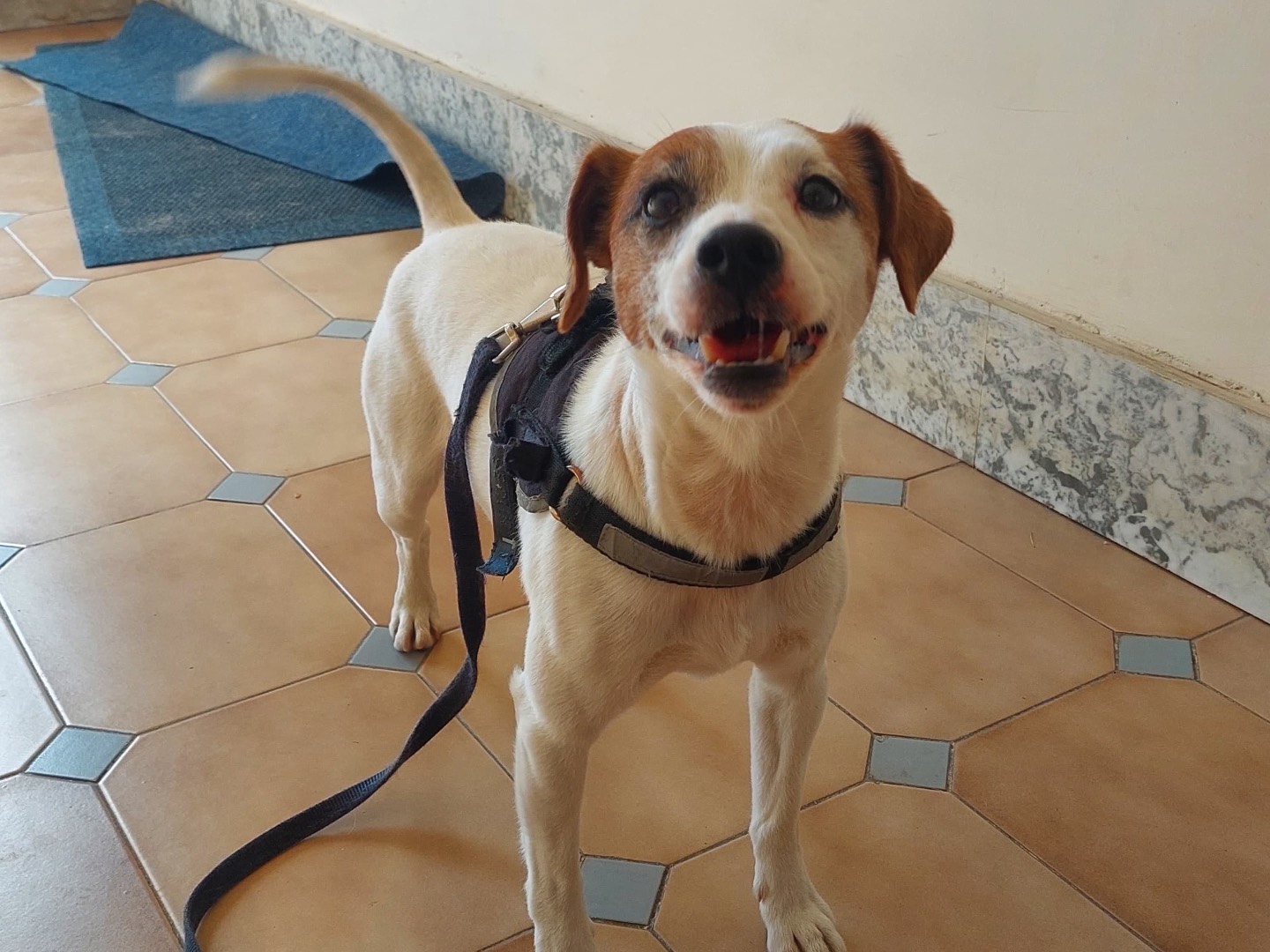 Adotta un cane, maschio, 7 anni e 5 mesi, Bologna