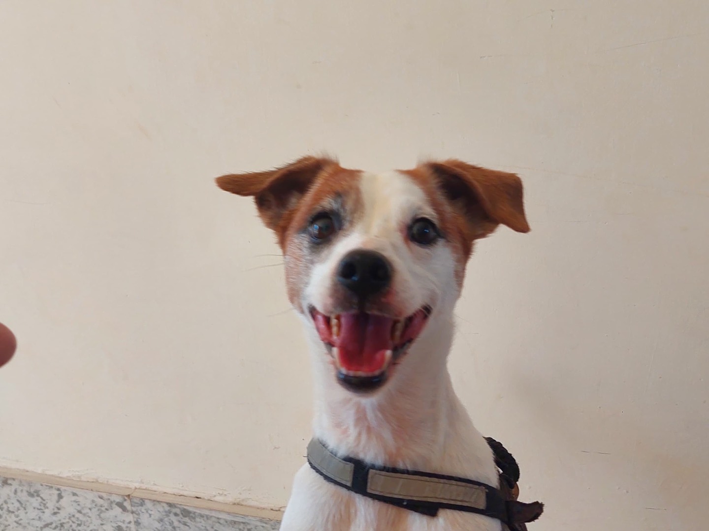 Adotta un cane, taglia piccola, maschio, Bologna