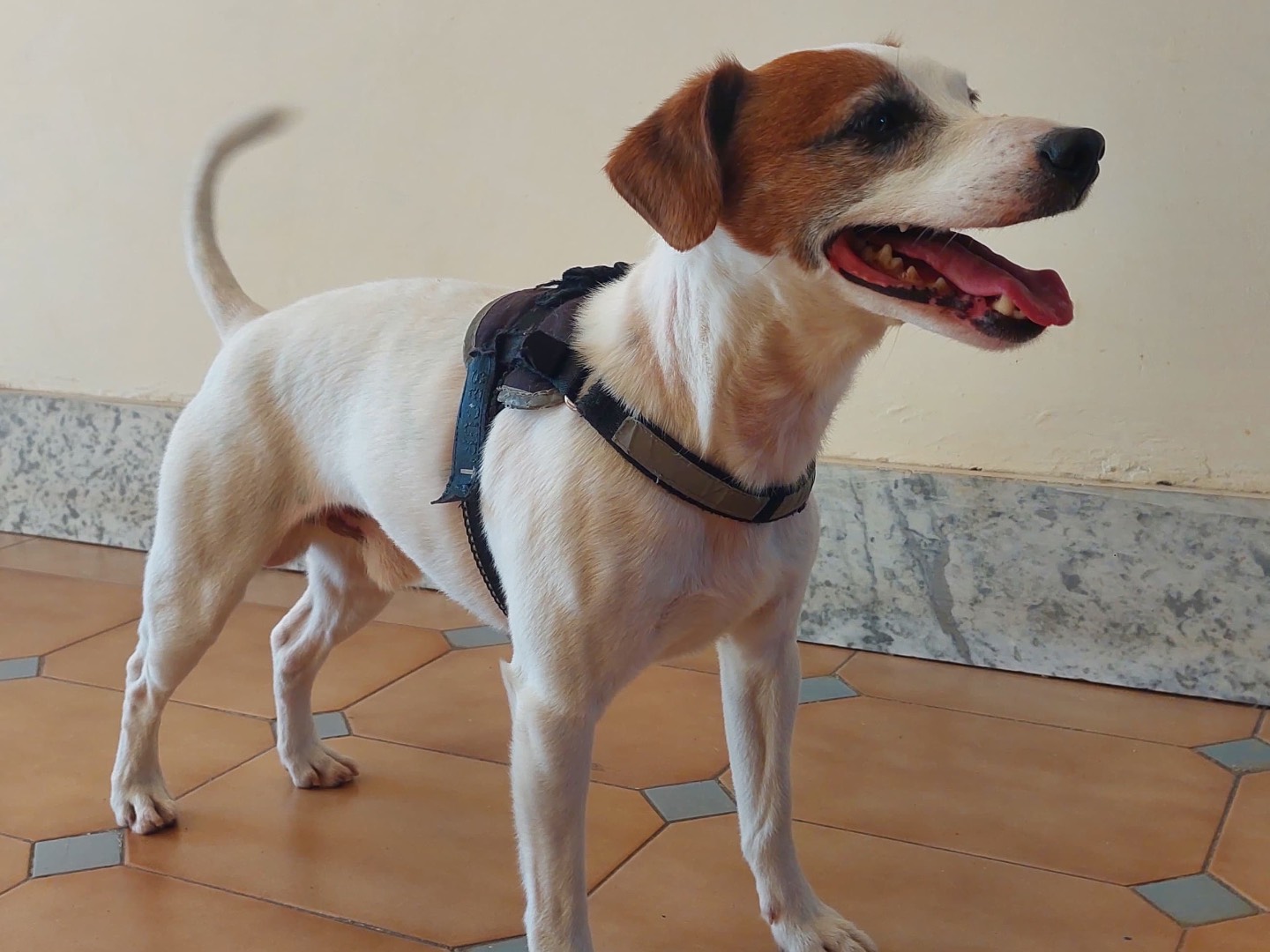 Vuoi adottare un cane a Bologna?