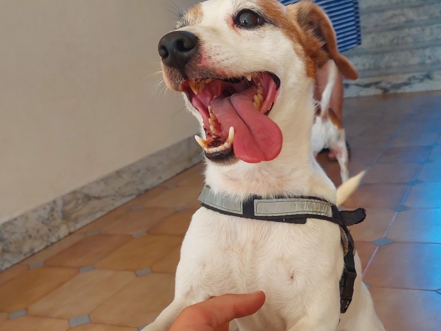 Adotta il cane Russell a Bologna