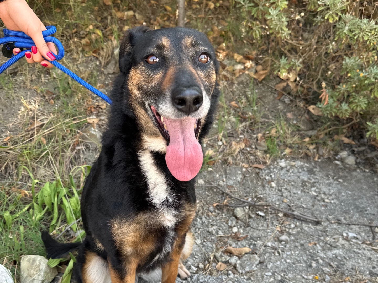 Adozione cane, maschio, Razza sconosciuta Razza sconosciuta, 8 anni e 6 mesi, taglia media, Salerno