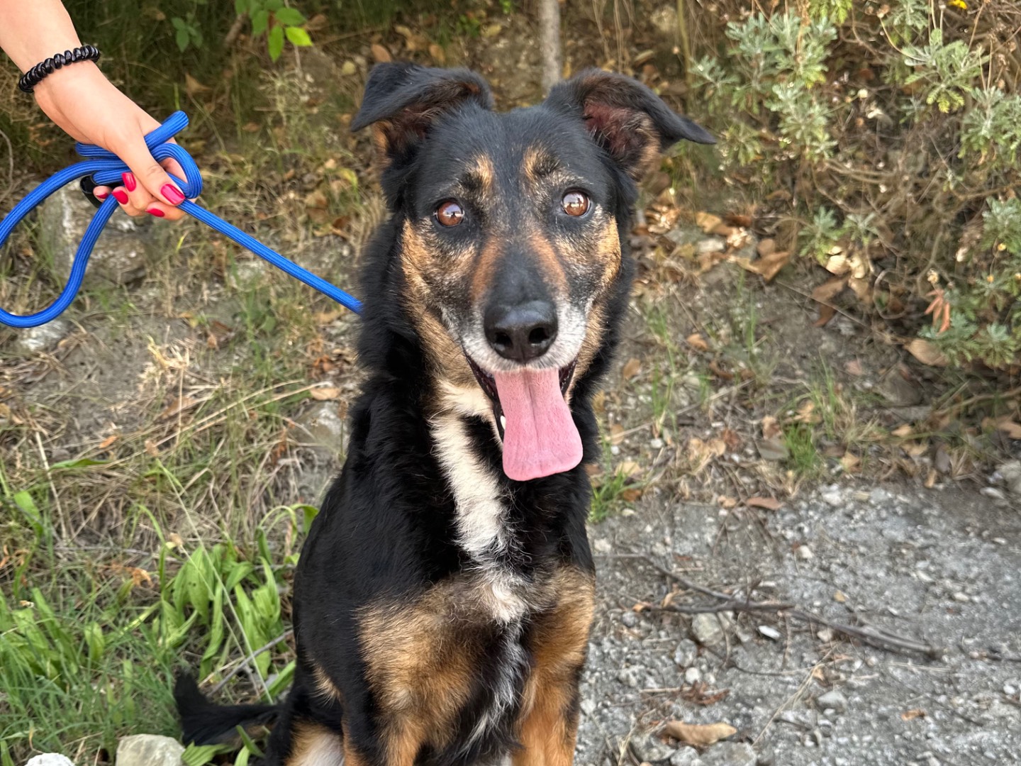 Adotta un cane, maschio, 8 anni e 6 mesi, Salerno