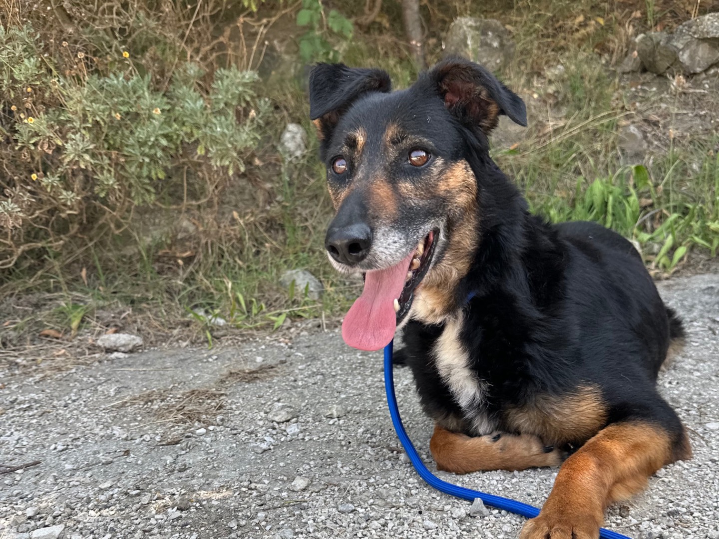 Adotta un cane, taglia media, maschio, Salerno