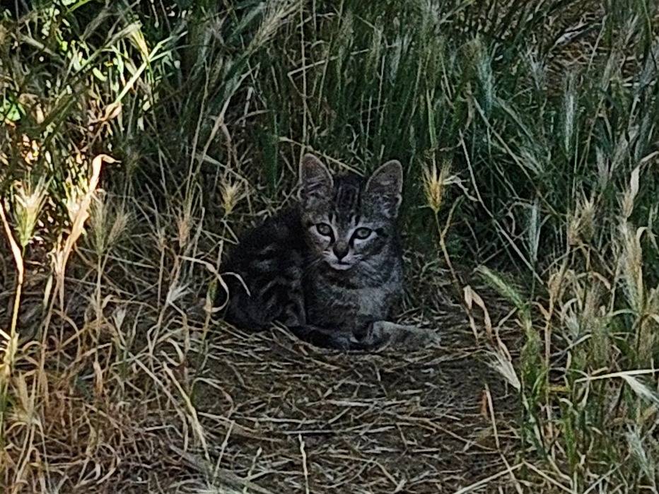 Foto 1 dell'animale