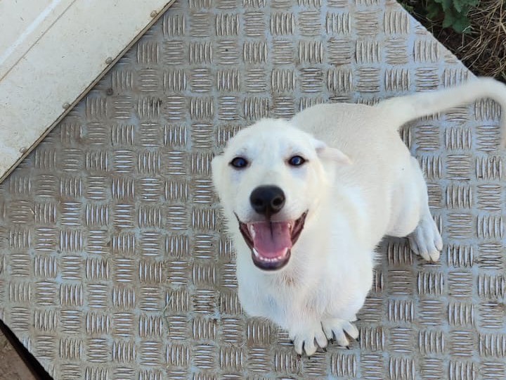 Adotta un cane, femmina, 2 mesi, Vibo