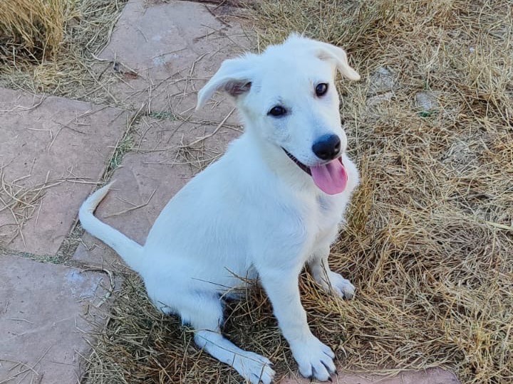 Vuoi adottare un cane a Vibo?