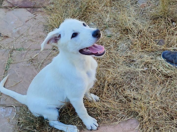 Adotta il cane Crema a Vibo