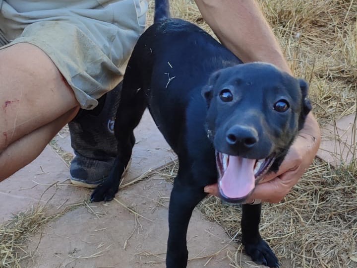 Adozione cane, femmina, Razza sconosciuta Razza sconosciuta, 3 mesi, taglia media, Vibo
