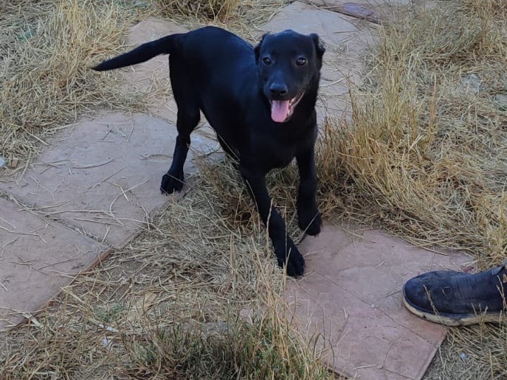 Adotta un cane, femmina, 3 mesi, Vibo