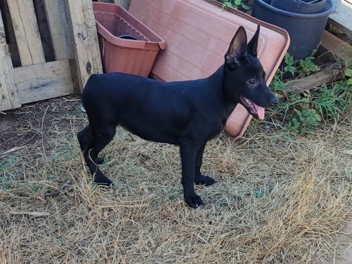 Adotta un cane, taglia media, femmina, Vibo