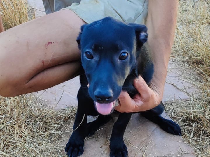 Vuoi adottare un cane a Vibo?