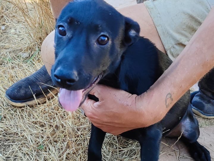 Adotta il cane Moka a Vibo