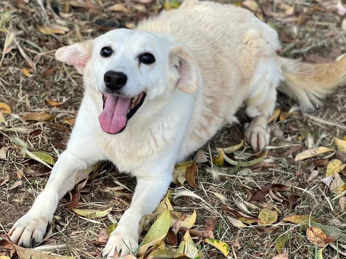 Adozione cane, femmina, Razza sconosciuta Razza sconosciuta, 10 anni e 6 mesi, taglia media, Vibo