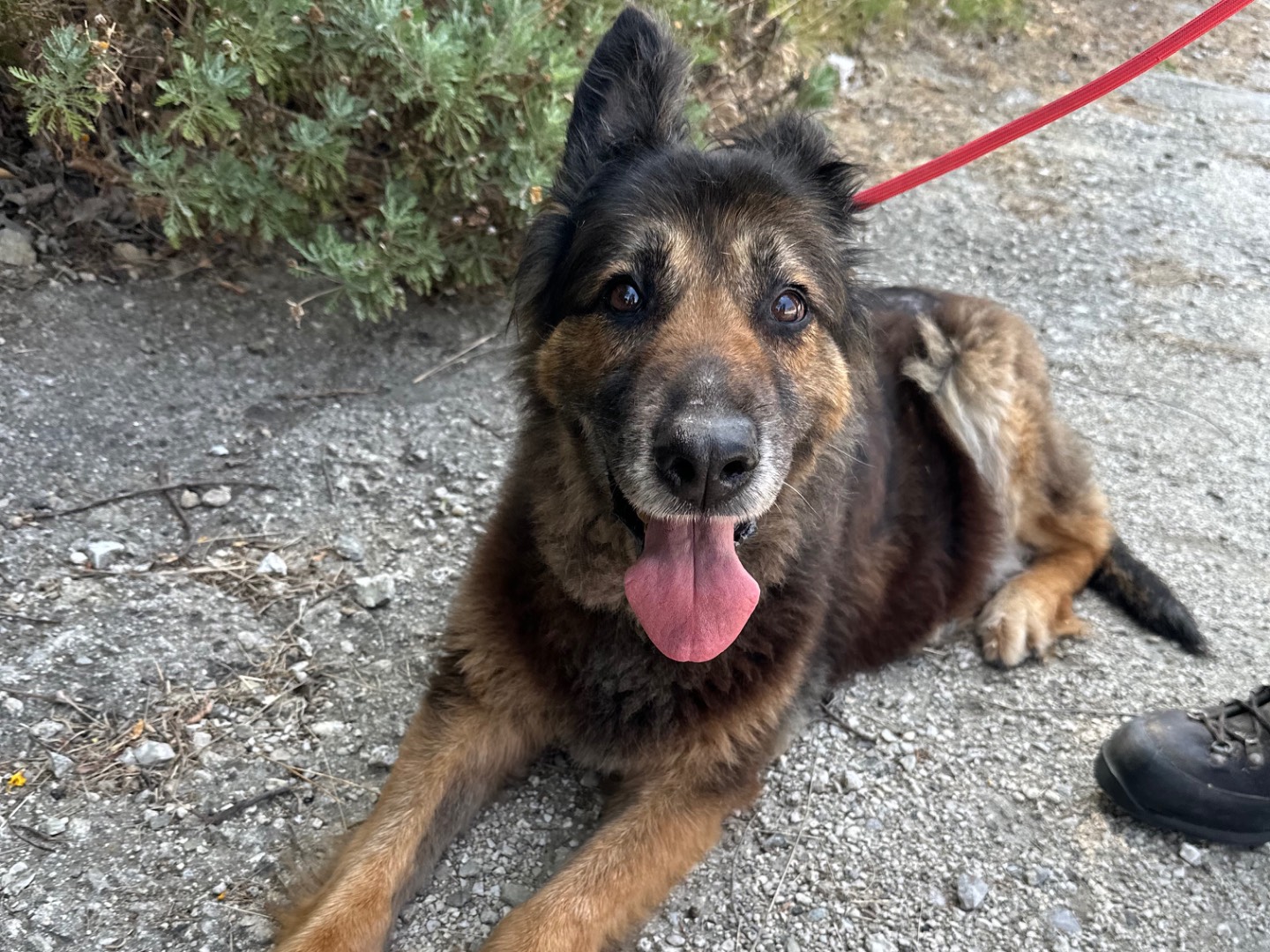 Adozione cane, femmina, Pastore tedesco Razza sconosciuta, 10 anni e 6 mesi, taglia media, Salerno