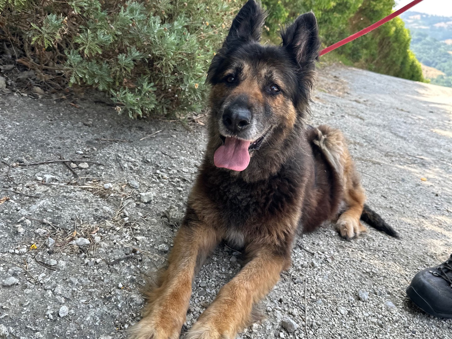 Adotta un cane, femmina, 10 anni e 6 mesi, Salerno