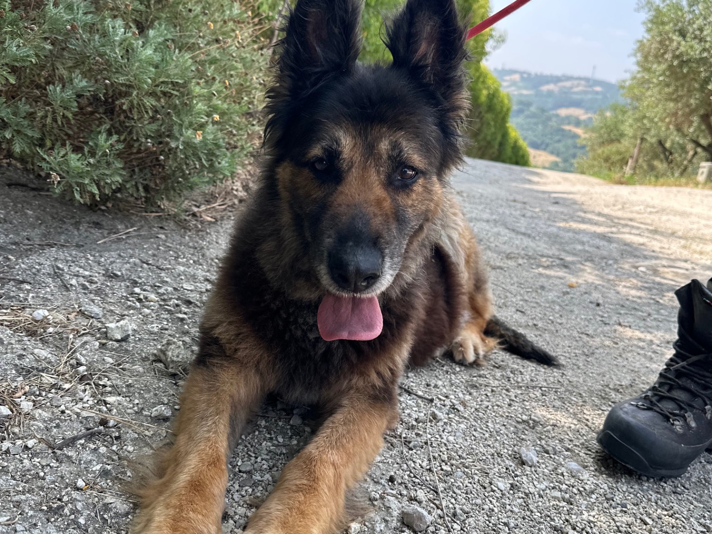 Adotta un cane, taglia media, femmina, Salerno