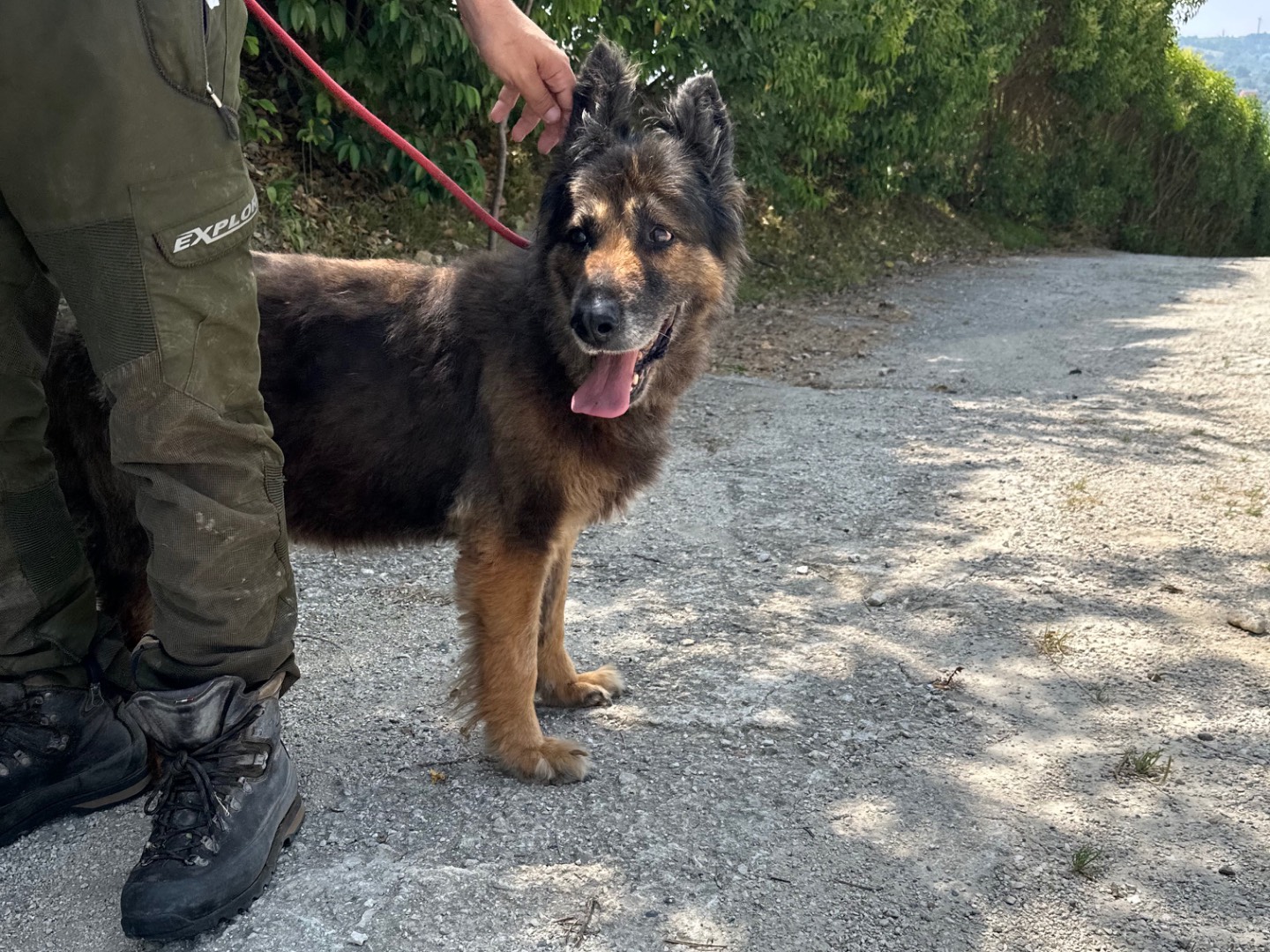 Vuoi adottare un cane a Salerno?
