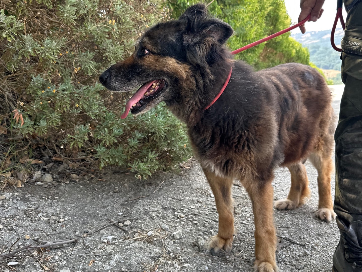 Adotta il cane Taila a Salerno