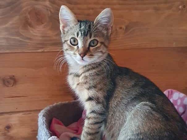 Adozione gatto, femmina, Razza sconosciuta Razza sconosciuta, 1 anno e 9 mesi, taglia non valida, Roma