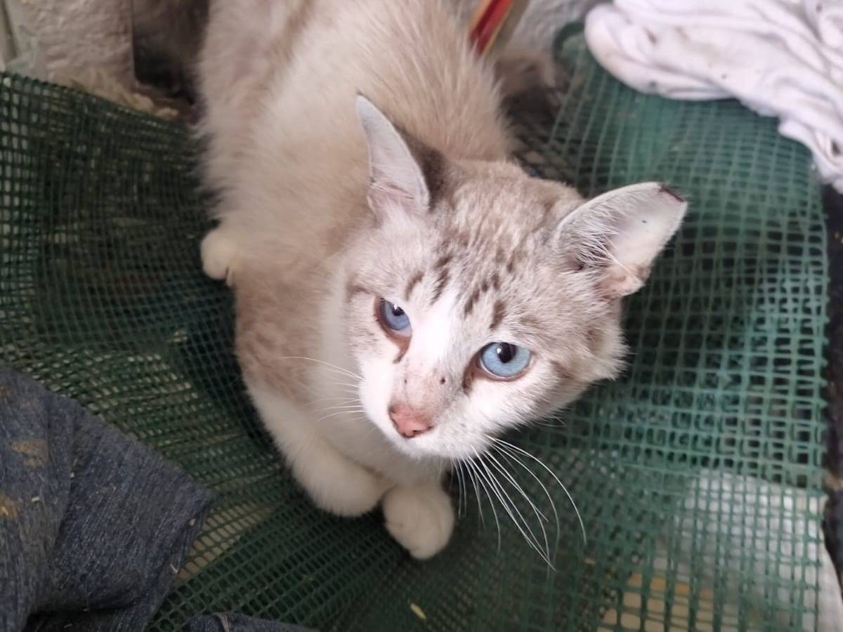 Vuoi adottare un gatto a Ravenna?