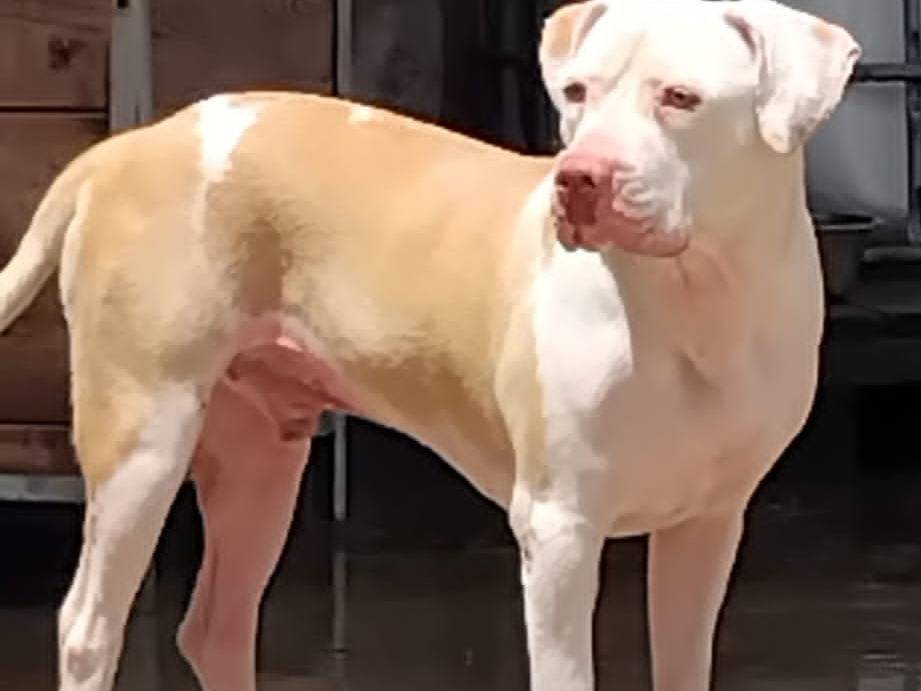 Vuoi adottare un cane a Trapani?