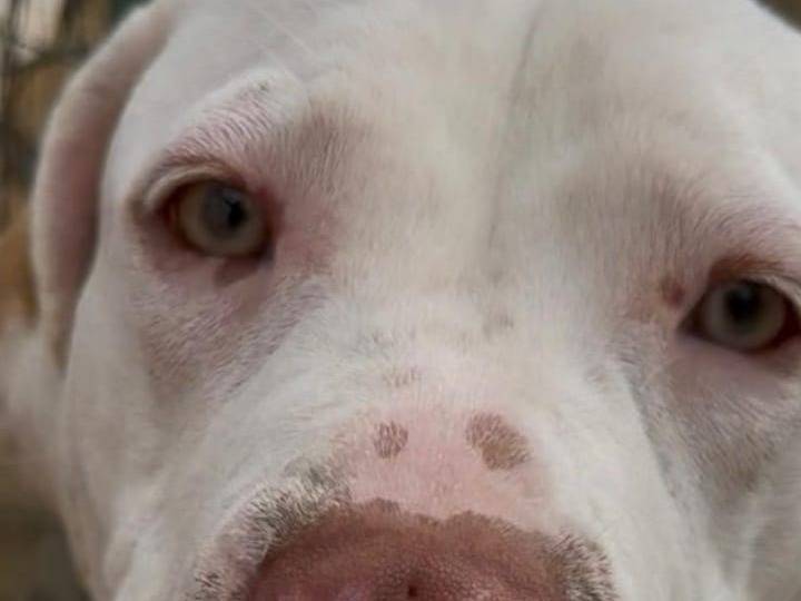 Adotta il cane Koko a Trapani