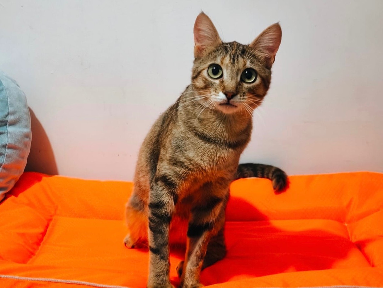 Adozione gatto, femmina, Razza sconosciuta Razza sconosciuta, 1 anno e 6 mesi, taglia non valida, Bari