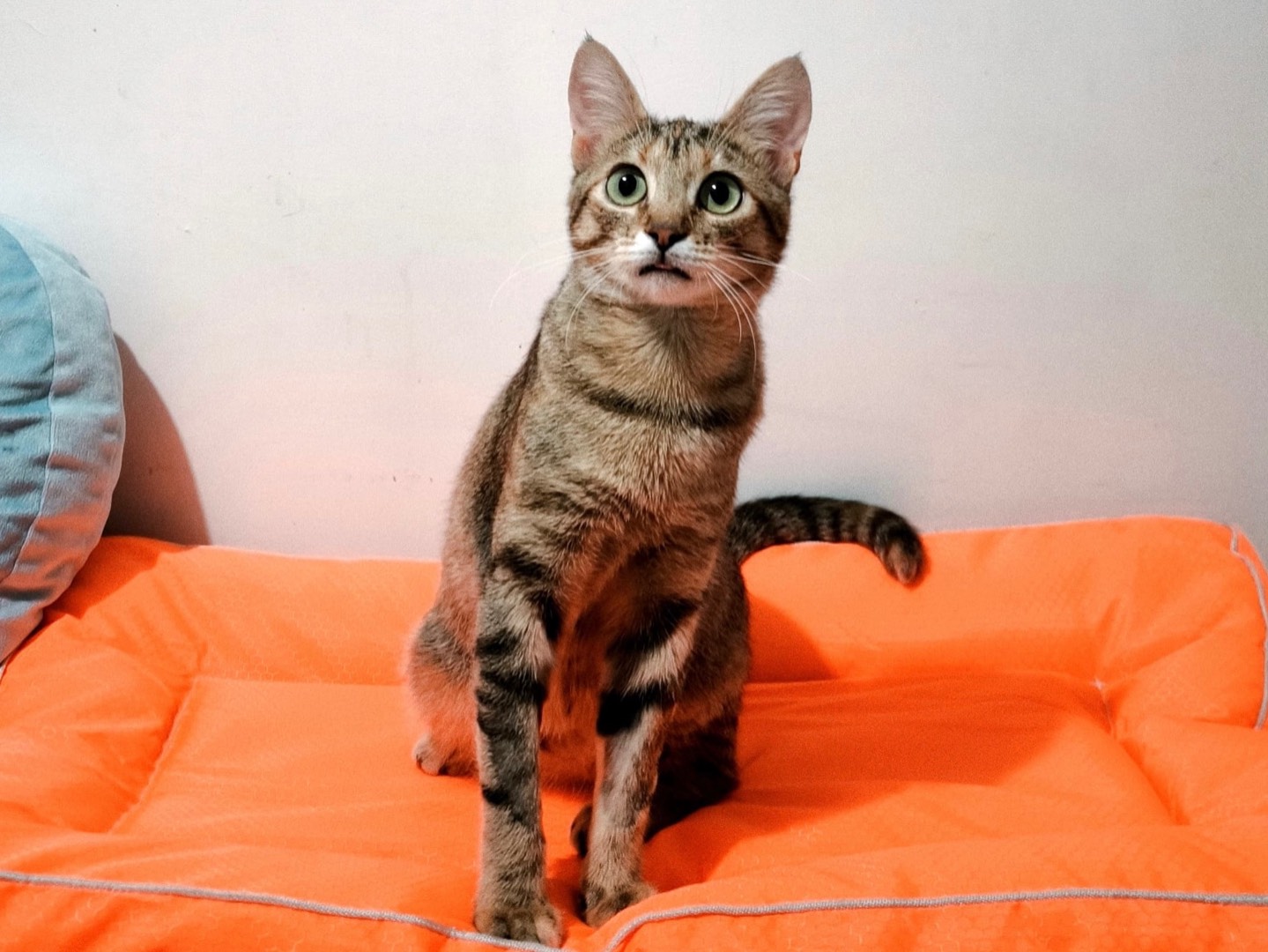 Adotta un gatto, femmina, 1 anno e 6 mesi, Bari