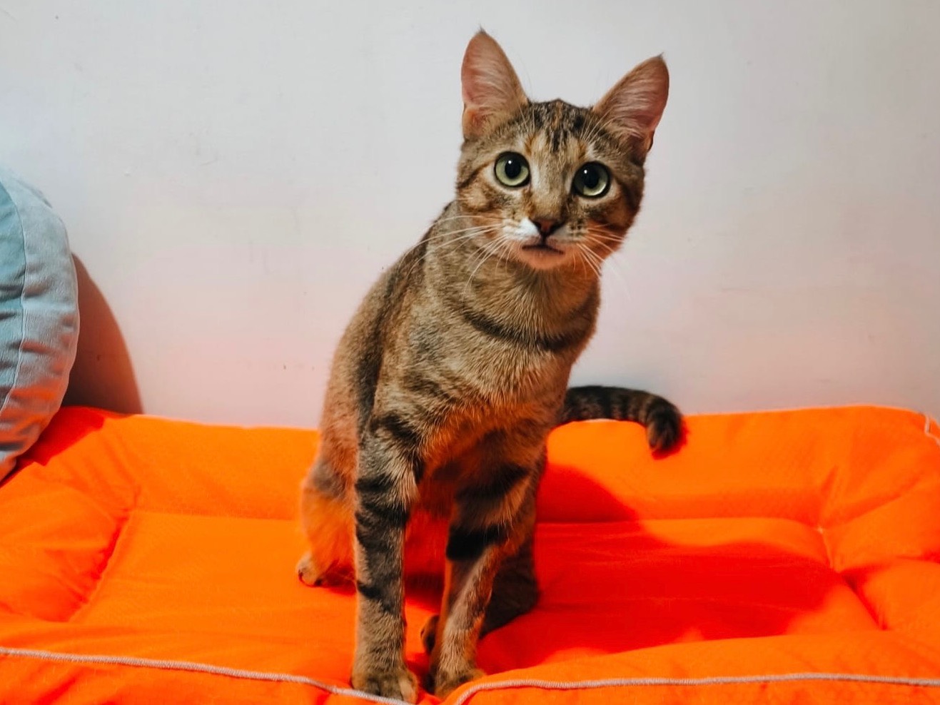 Adozione gatto, femmina, Razza sconosciuta Razza sconosciuta, 11 mesi, taglia non valida, Bari