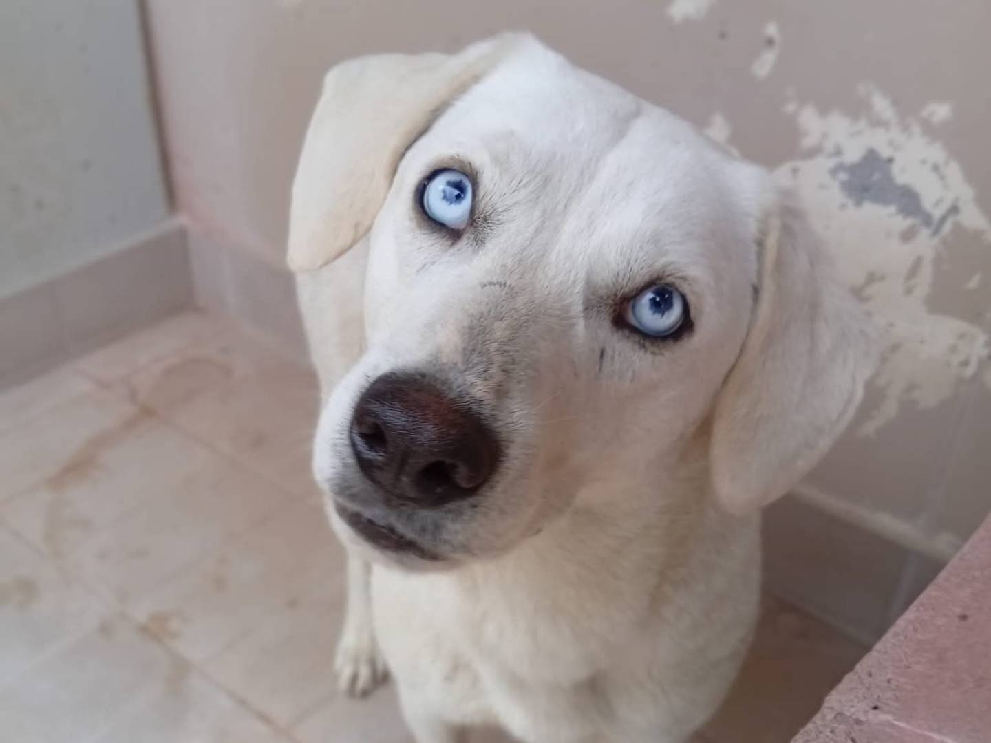 Adozione cane, femmina, Razza sconosciuta Razza sconosciuta, 3 anni e 5 mesi, taglia media, Brescia