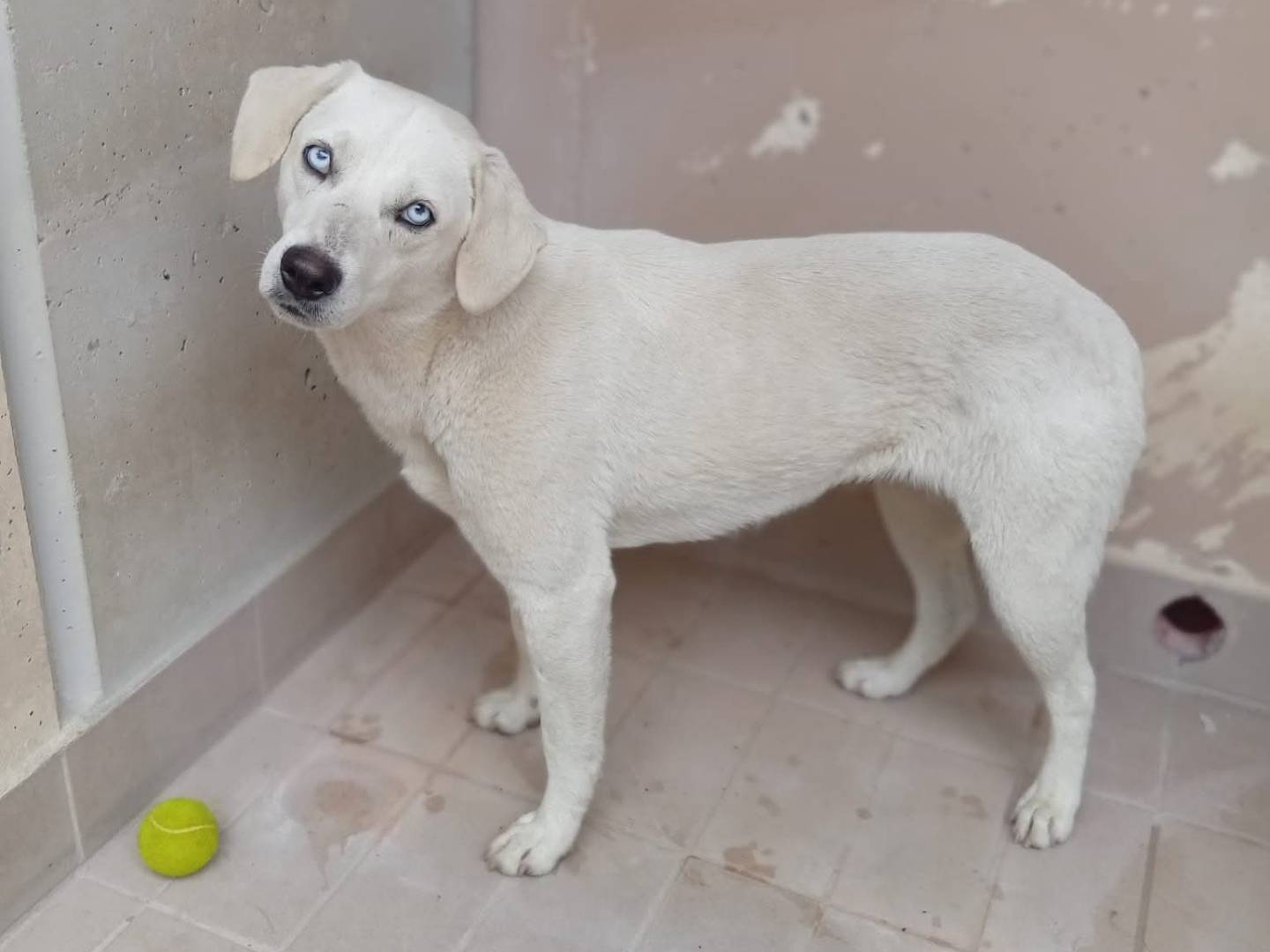 Adotta un cane, femmina, 3 anni e 5 mesi, Brescia