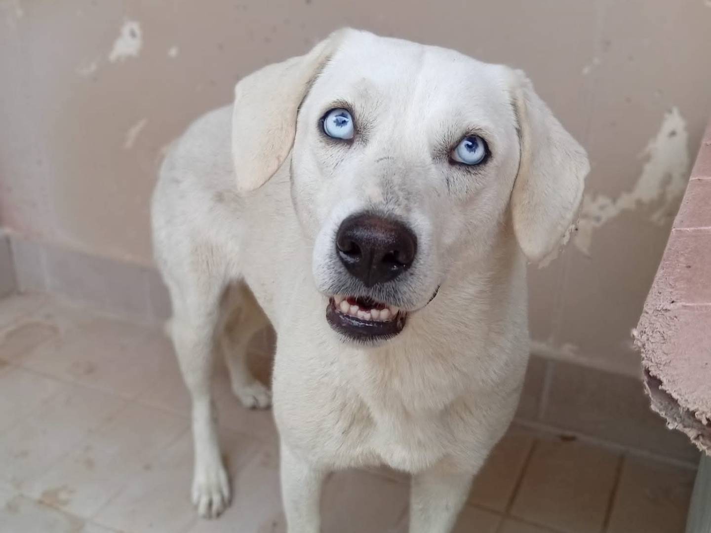 Adotta un cane, taglia media, femmina, Brescia