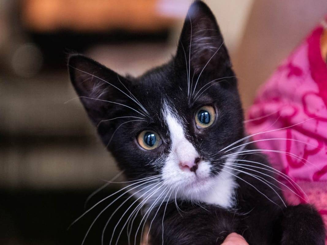 Adozione gatto, femmina, Razza sconosciuta Razza sconosciuta, 3 mesi, taglia non valida, Brescia