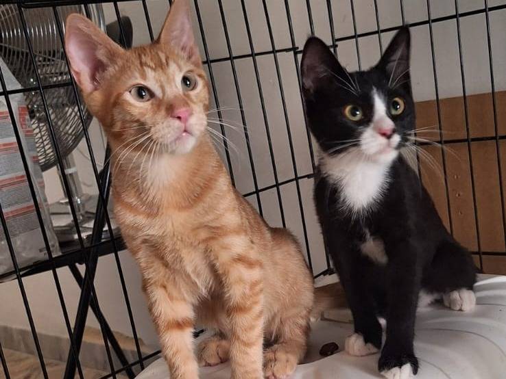 Adotta un gatto, femmina, 3 mesi, Brescia