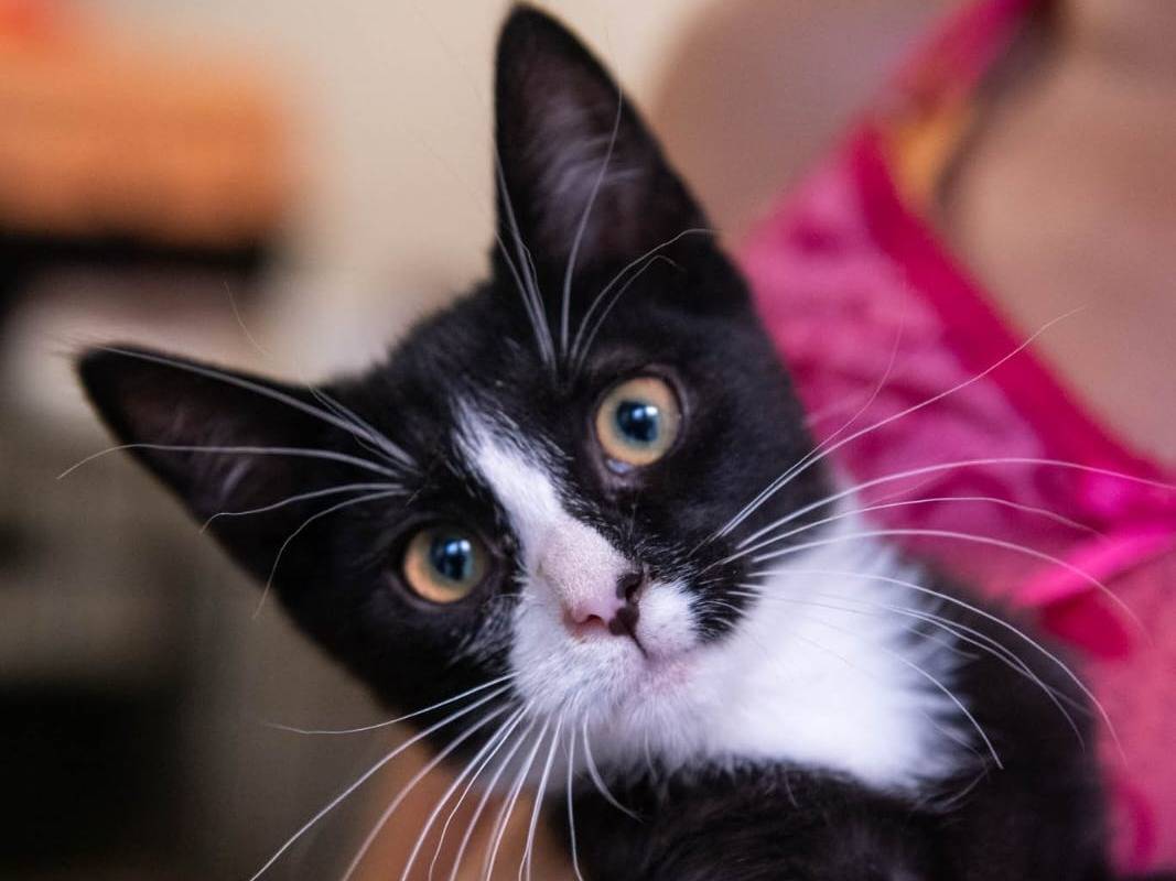 Adotta un gatto, taglia non valida, femmina, Brescia