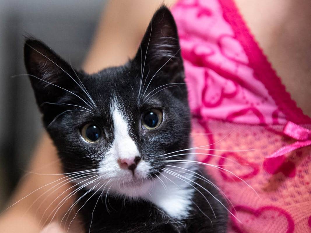 Vuoi adottare un gatto a Brescia?