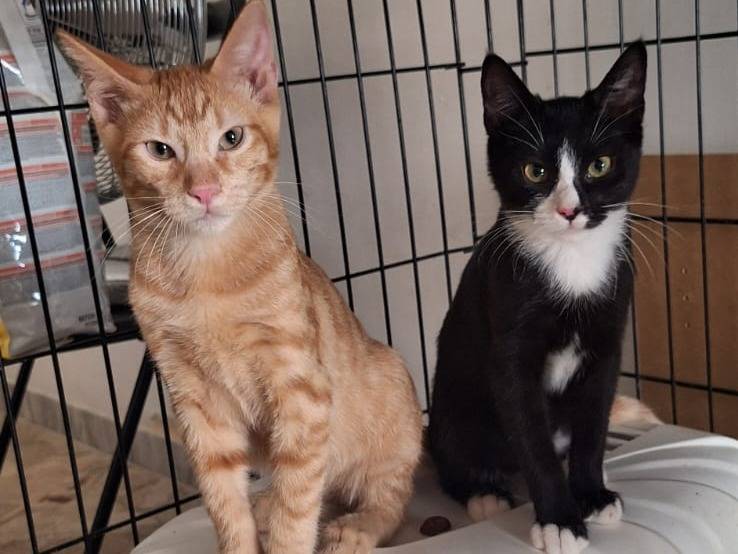 Adotta il gatto Tosca a Brescia