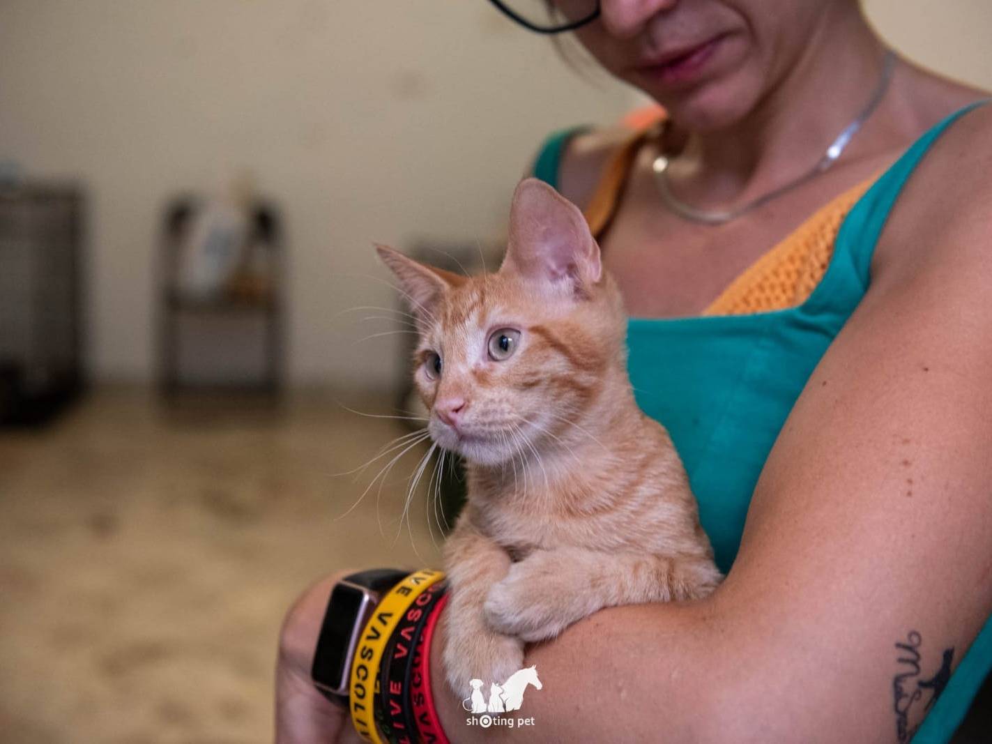 Adozione gatto, maschio, Razza sconosciuta Razza sconosciuta, 5 mesi, taglia non valida, Genova