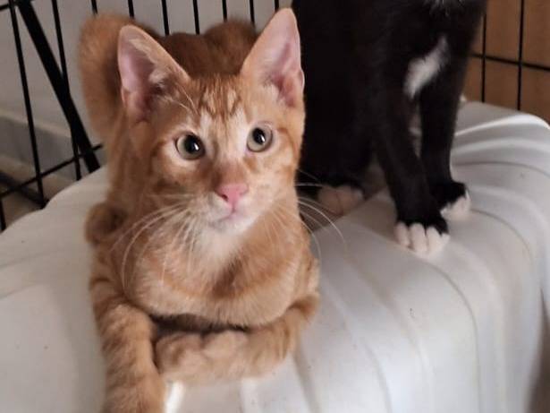Adotta un gatto, maschio, 5 mesi, Genova